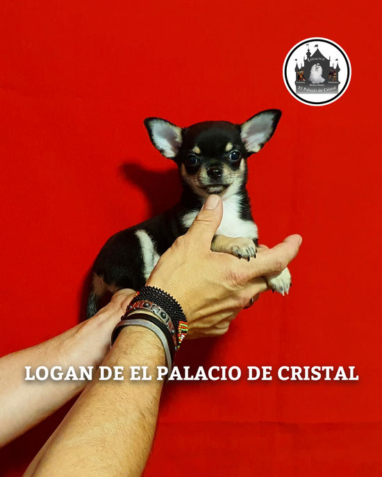 MACHITO DE CHIHUAHUA  YA ESTA CON SU MAMI
