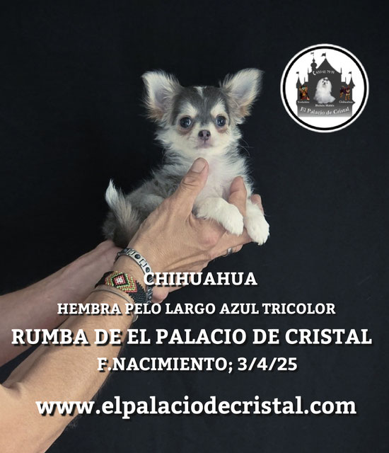 HEMBRITA DE CHIHUAHUA PELO LARGO, YA ESTA CON SU NUEVA FAMILIA 