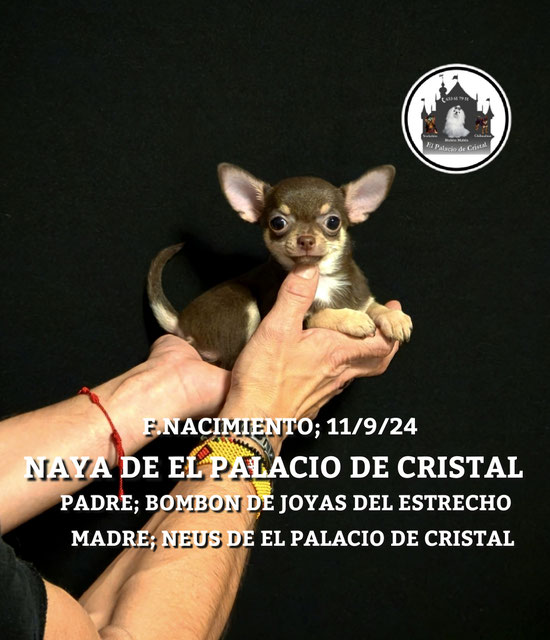 HEMBRITA DE CHIHUAHUA ,YA ESTA CON SU MAMI
