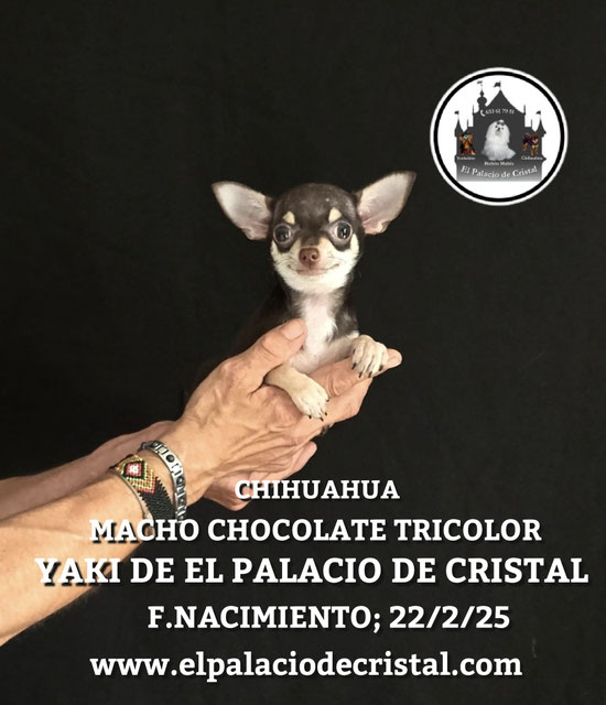 MACHITO DE CHIHUAHUA, YA ESTA CON SU NUEVA FAMILIA 