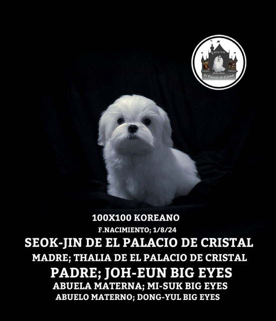 MACHITO 100% KOREANO,YA ESTA CON SU MAMI