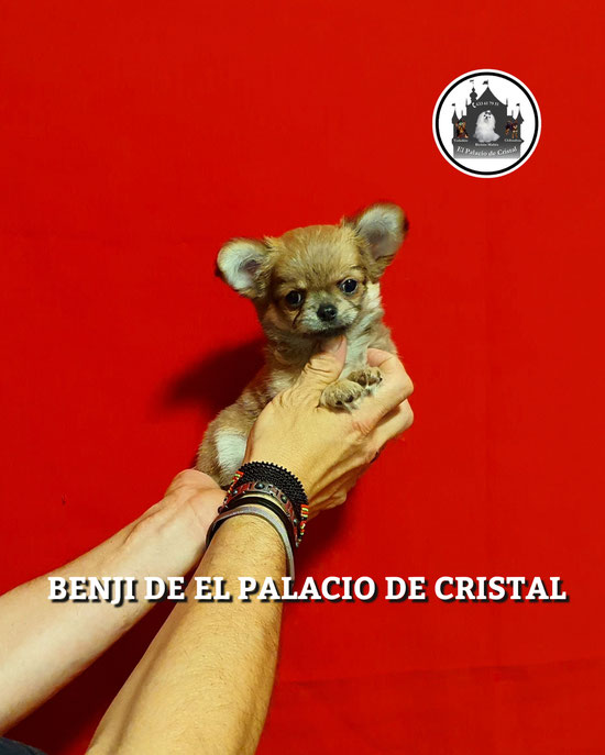 MACHITO DE CHIHUAHUA PELO LARGO, YA ESTA CON SU MAMI