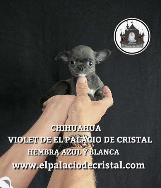 HEMBRITA DE CHIHUAHUA, YA ESTA CON SU NUEVA FAMILIA 