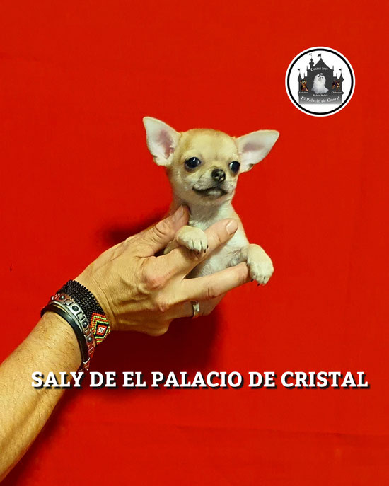 HEMBRITA DE CHIHUAHUA ,YA ESTA CON SU MAMI