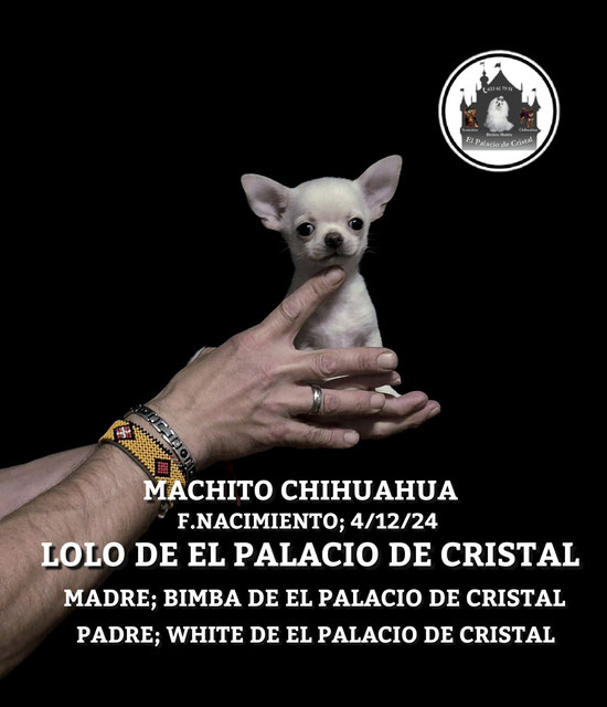 MACHITO DE CHIHUAHUA YA ESTA CON SU NUEVA FAMILIA 