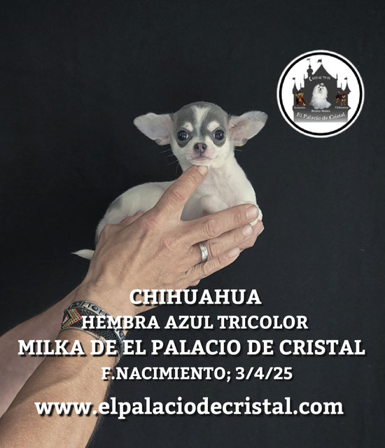 HEMBRITA DE CHIHUAHUA, YA ESTA CON SU NUEVA FAMILIA 