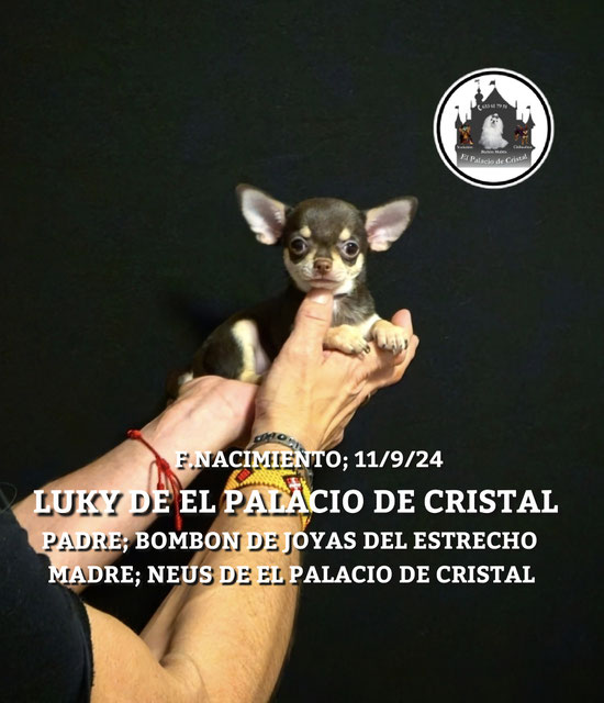 MACHITO DE CHIHUAHUA, YA ESTA CON SU NUEVA FAMILIA 