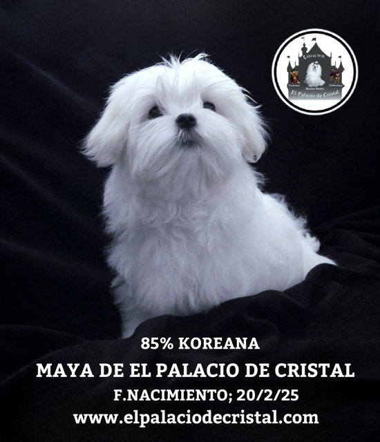 HEMBRITA 85% KOREANA,YA ESTA CON SU NUEVA FAMILIA 