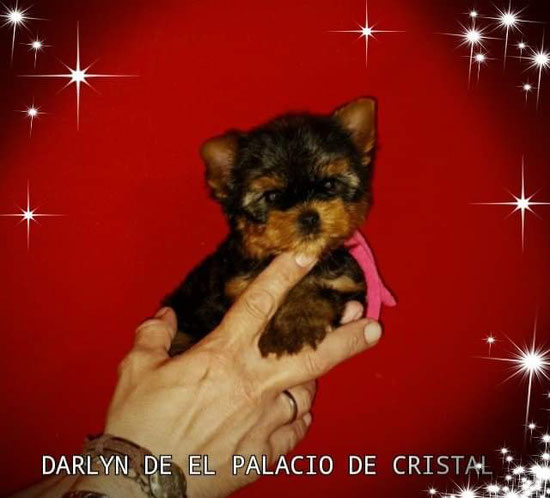 HEMBRITA DE YORKSHIRE TERRIER ,YA ESTA CON SU MAMI LORENA DE ASTURIAS