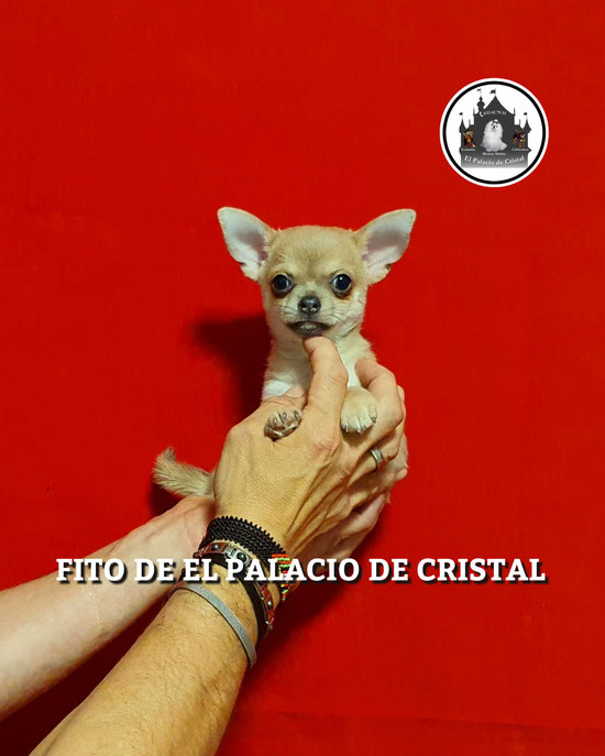 MACHITO DE CHIHUAHUA ,YA ESTA CON SU MAMI