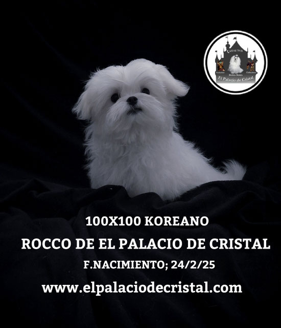 MACHITO 100% KOREANO,YA ESTA CON SU NUEVA FAMILIA 