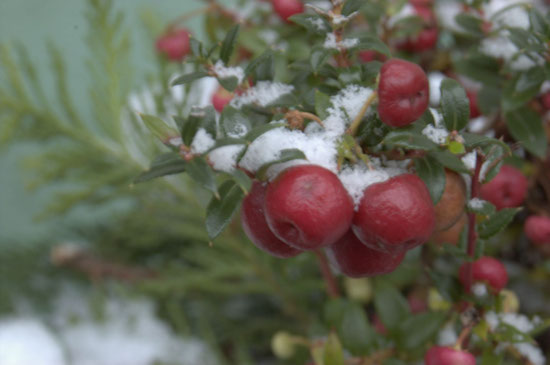 (c) S. Rieger  Schnee auf meine Pflanzen - Snow on my plants