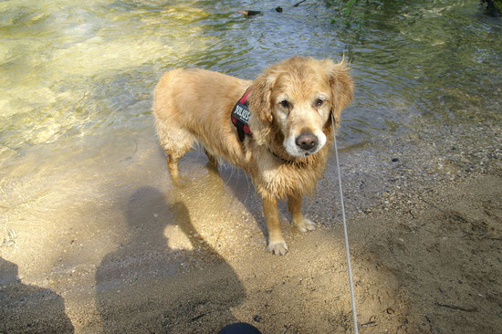 ich glaube ich bin ein Fischhund