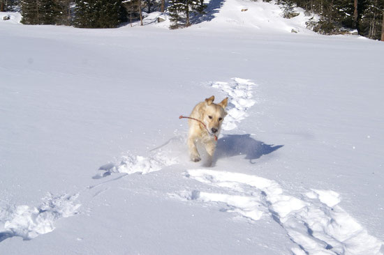 Sunshine in Action