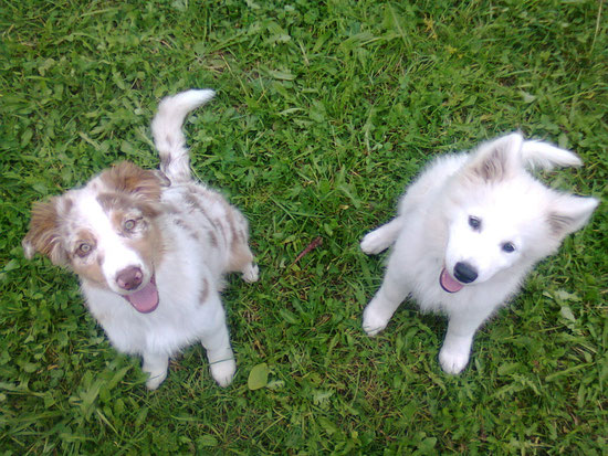 Tjure 12.Wochen alt & Joyce 17. Wochen alt