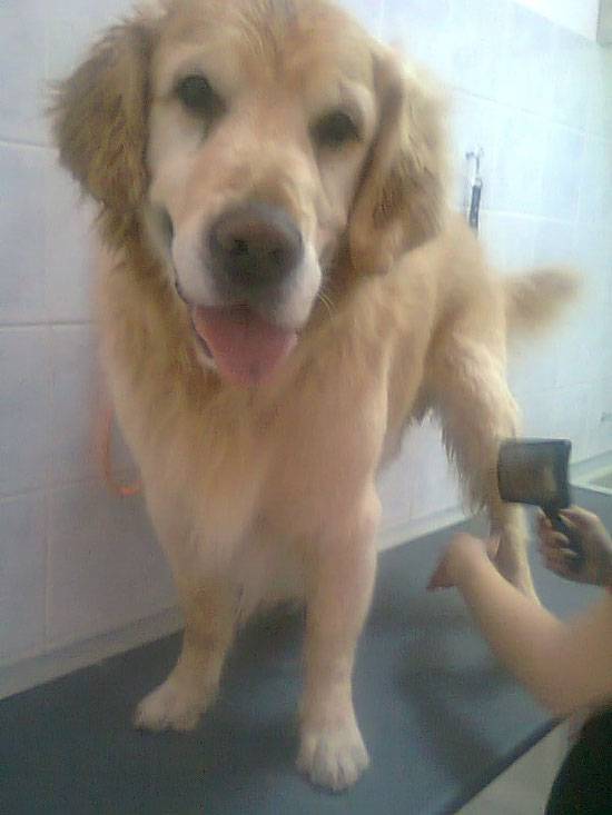 Arco the cool Dog