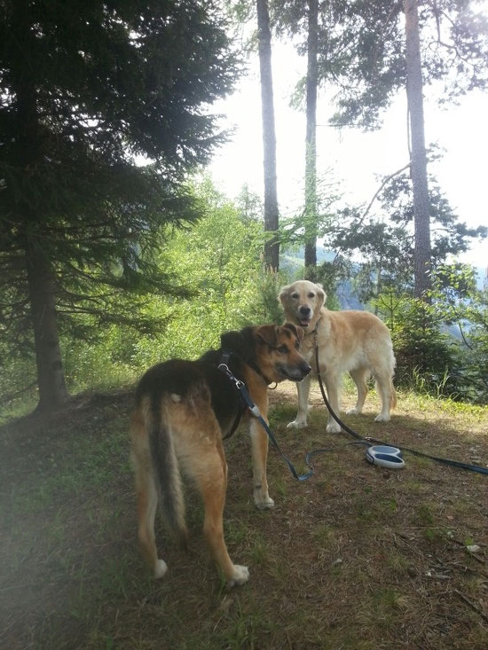 Zämä im Wald