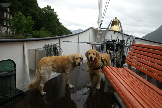 Goldis auf hoher See wuff wau