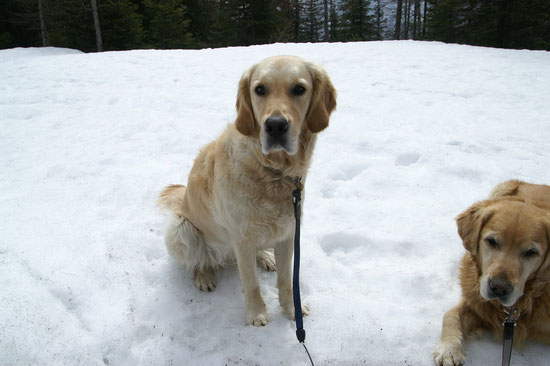 Zwei cooli Goldis im Schnee..