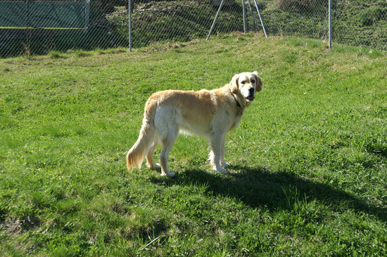 Sunshine ufem Hundeplatz