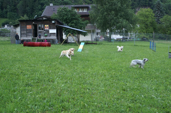 Das ganze Rudel...