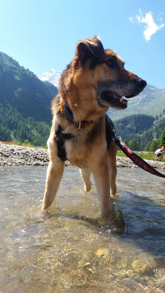 Zämä hoch ih dä Bergä z Cavaglia 