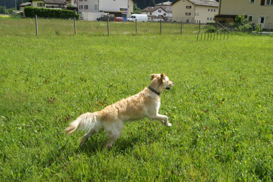 Sunnys Känguru jump