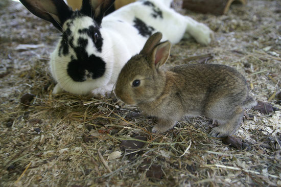 mit Bunny-Mama Daisy