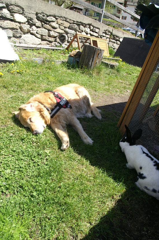 Schlöflä und Daisy schnüffelt mich frech an