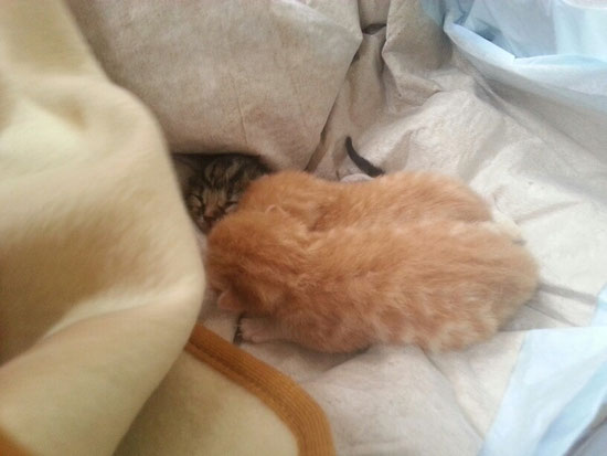 Drüh Babys eis Tigerli 4 heds nid schafft Hilf isch zspat cho ...