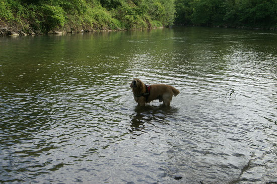 wuff wau ich bin hier
