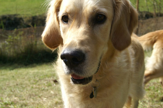 Sunny Face