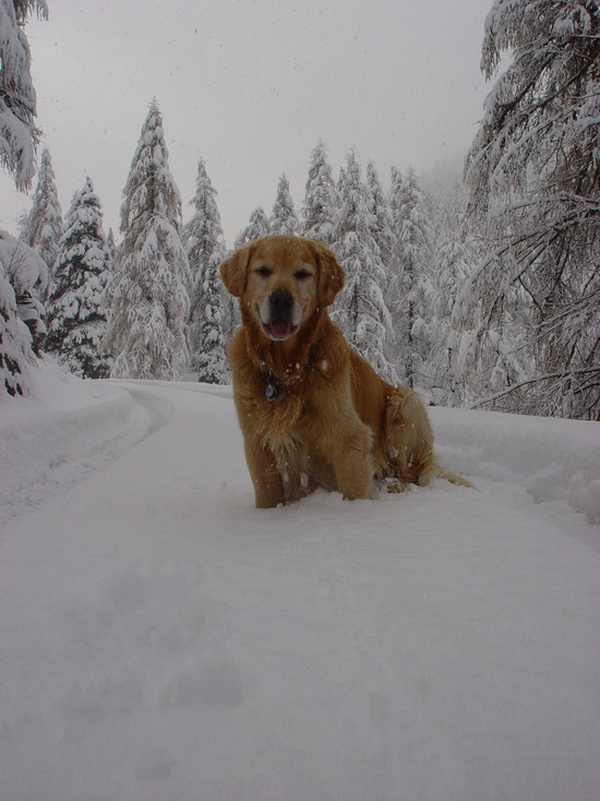 Arco dä Schneebär