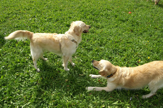Sunshine & Luna ( Jenny)