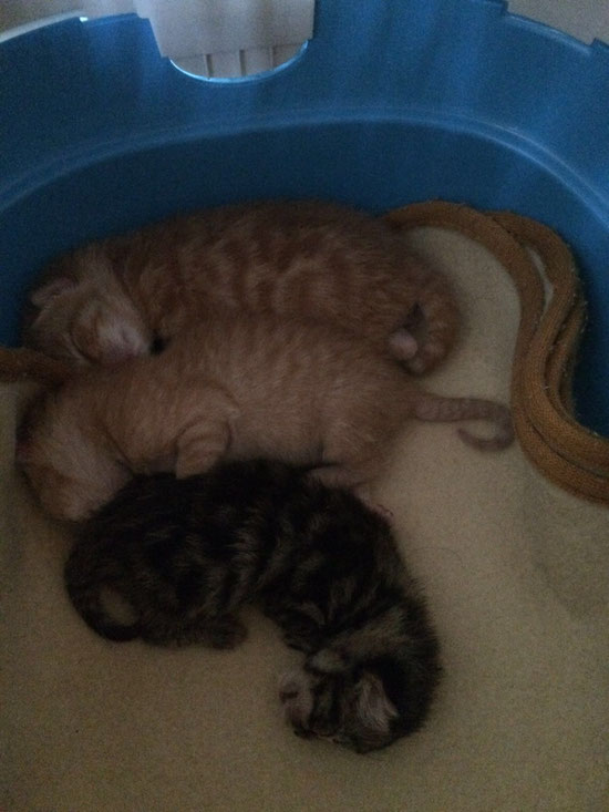 Wenn es mehr Menschen geben würde wie ich und Martina dann würde es kein Tierleid mehr geben.Es ist so wichtig das man nicht weg schaut.Die Tiere brauchen uns.Sonst sind sie alle verloren.Also schaut nicht weg bitte sondern helft!