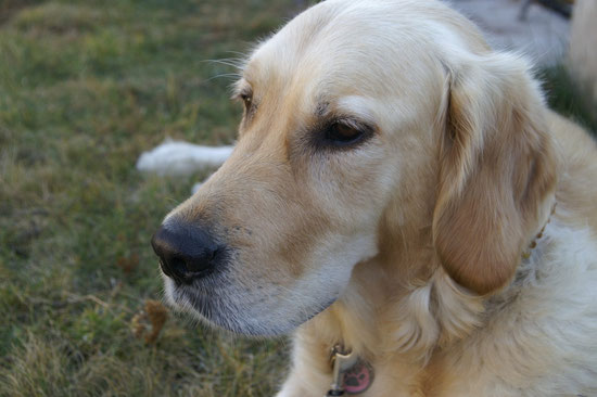 Sunshine`s typischer Goldenblick...der einfach tief ins Herz geht!