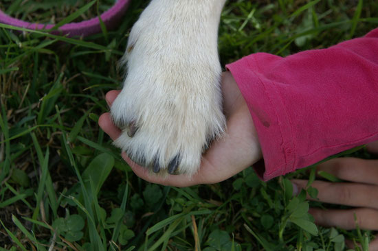 Sunnys Pfotä ih dä Hand