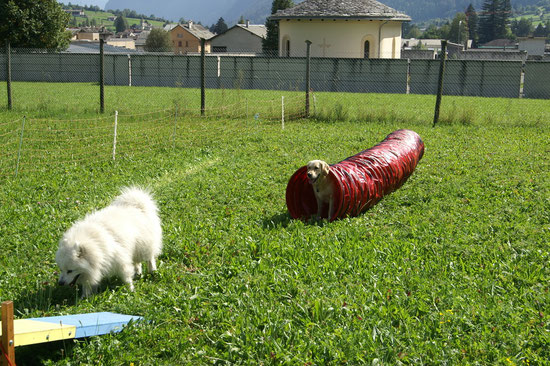 Sunny & weisser Bär Nemo