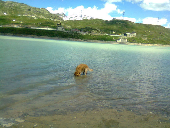 Goldenretriever Arco am fischen...