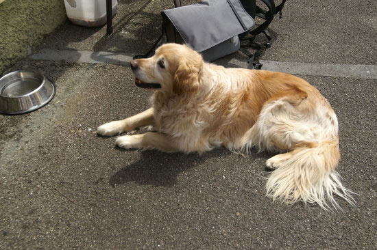 Spirou the very nice Dog