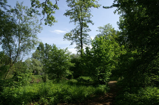 wir sind nicht im Urwald oder etwa doch