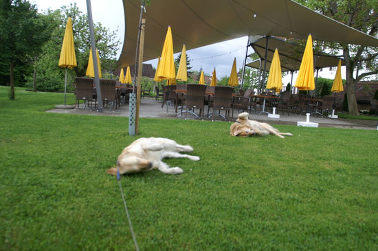 Happy Goldis im Kloster Dornach