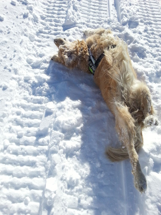 der DOG wo sich im Schnee wälzt bin ich logo