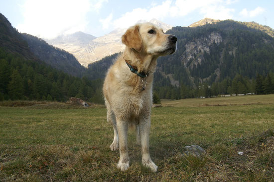 hier kommt Sunny