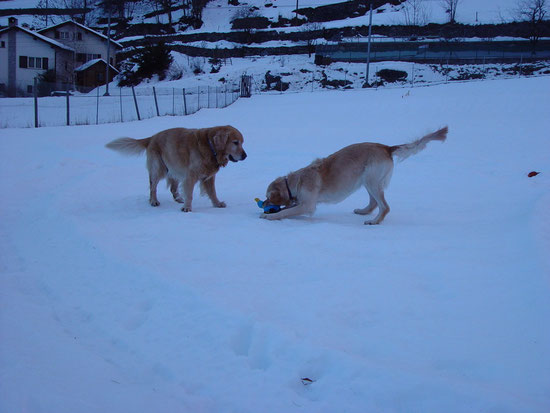 Au im Winter sind mir ufem Hundeplatz ahztreffä jupi