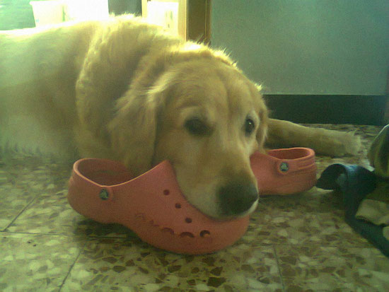 Croc sind sehr bequem ja ja