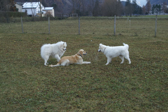 Spiel Spass Action pur mit Sunshine & Tjure & Nemo