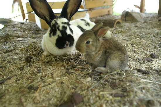 Mama & eines der kleinen Brauni