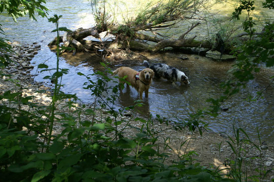 im Paradies gibt es viele Hundis
