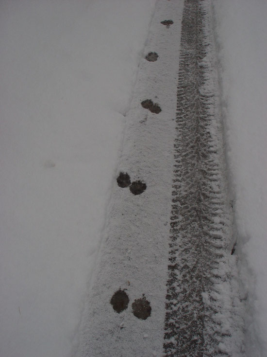 Pfötli-Spurä im Schnee...